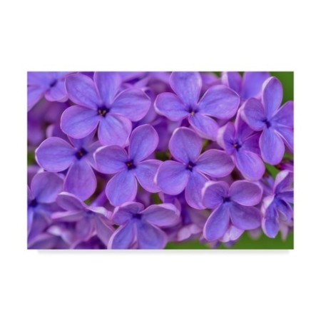 TRADEMARK FINE ART Cora Niele 'Lilac Flower' Canvas Art, 12x19 ALI41792-C1219GG